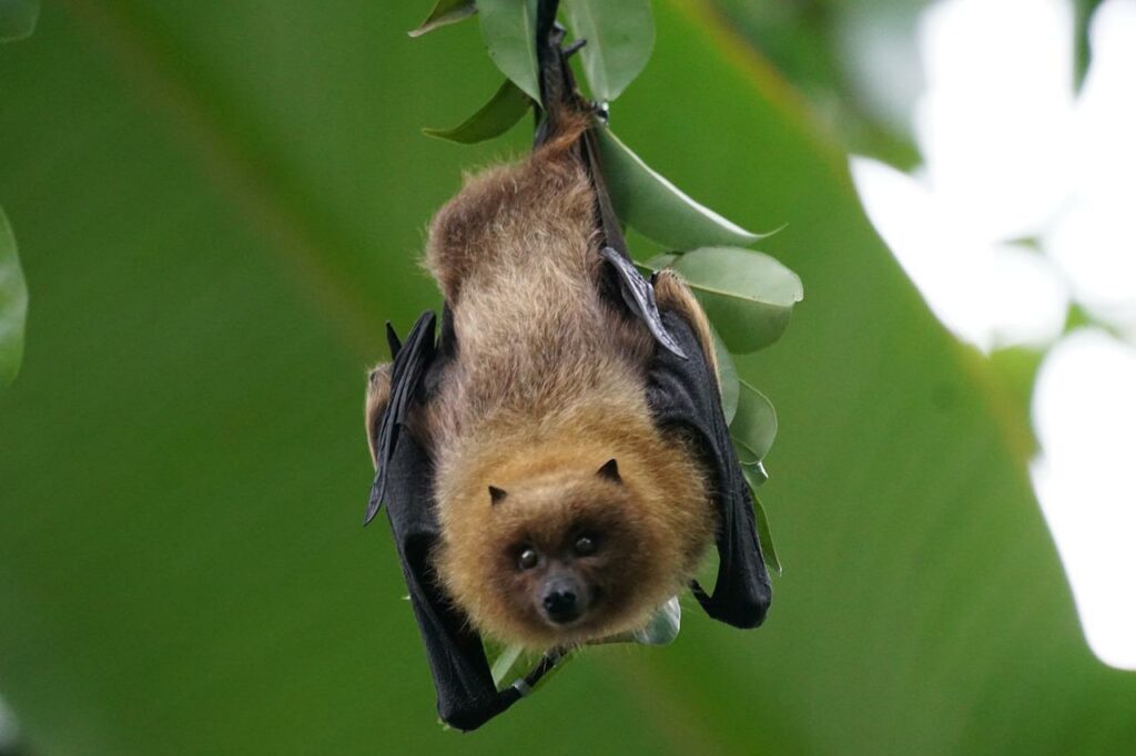 اي من الحواس يعتمد عليها الخفاش للبحث عن طعامه